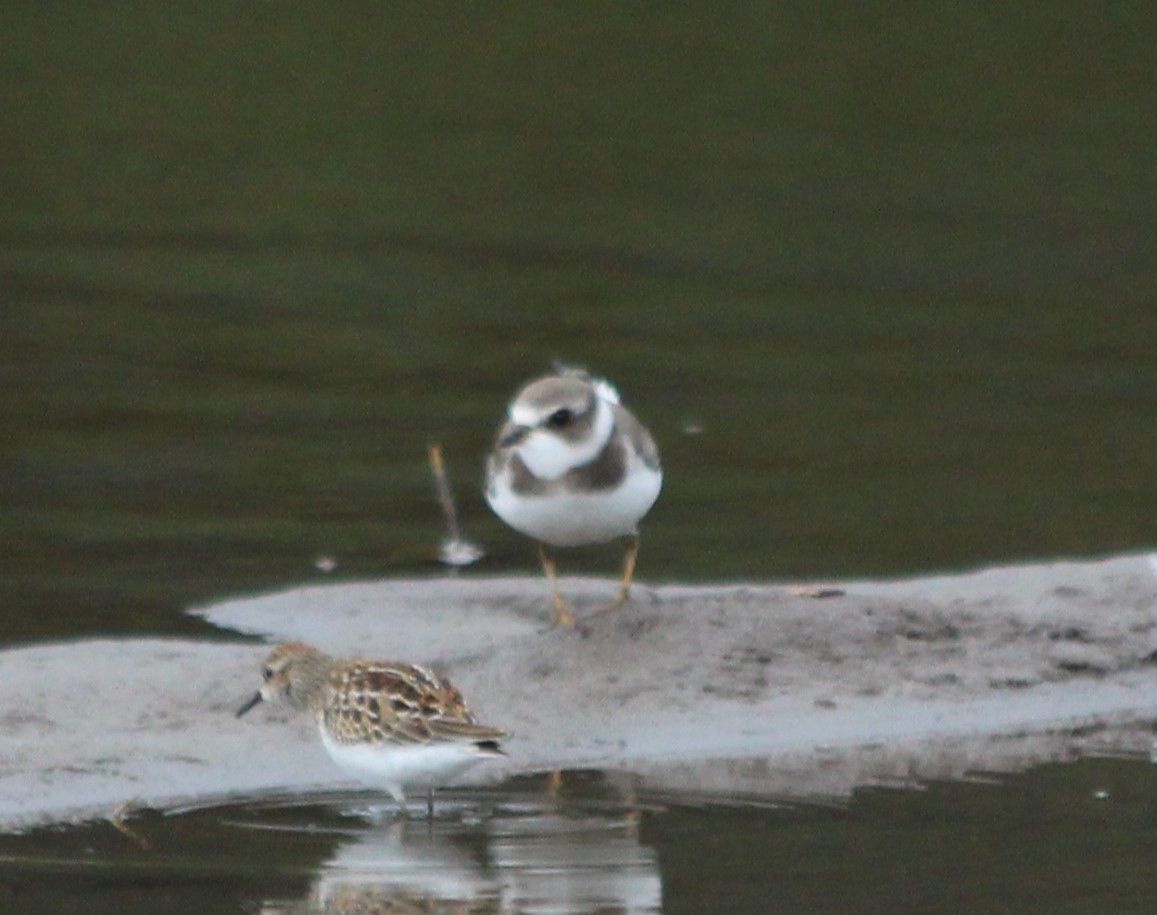 Semipalmated Plover - ML478885071