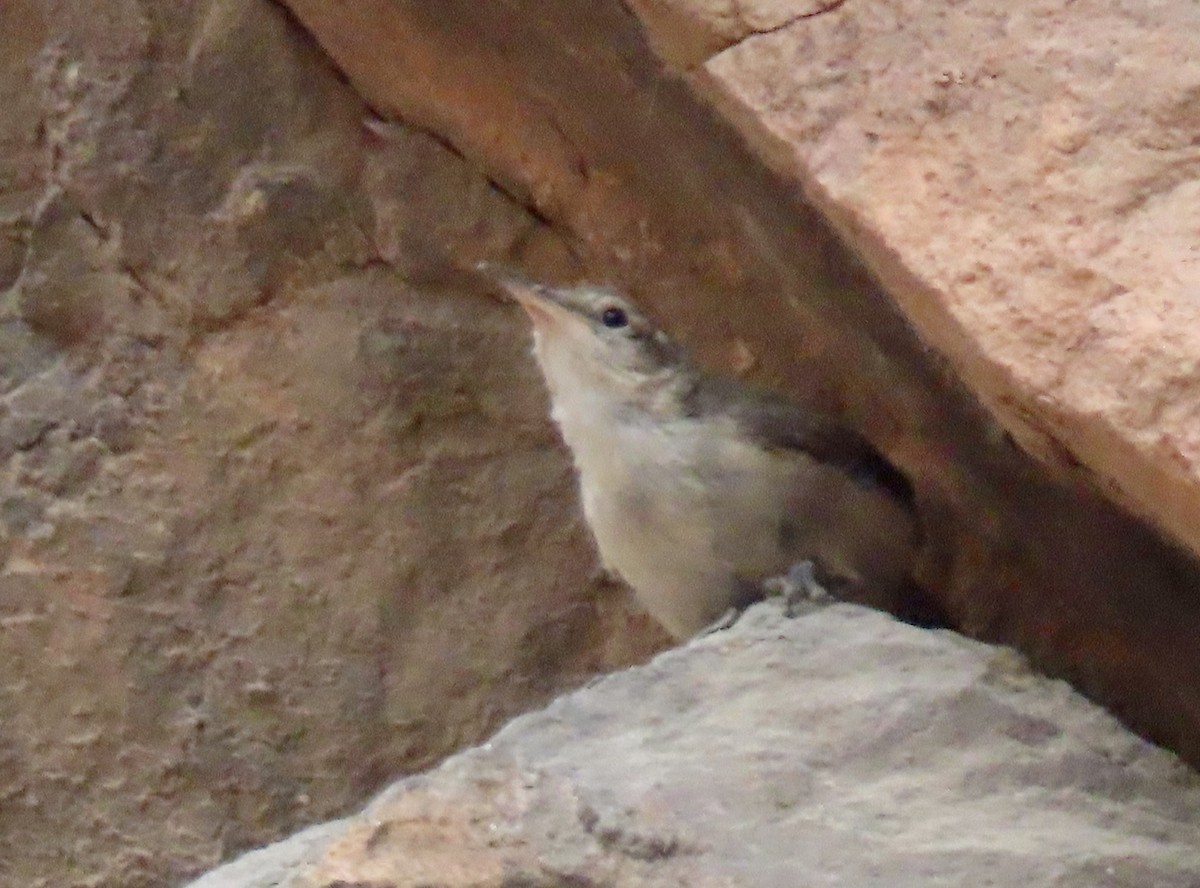 Rock Wren - ML478885181