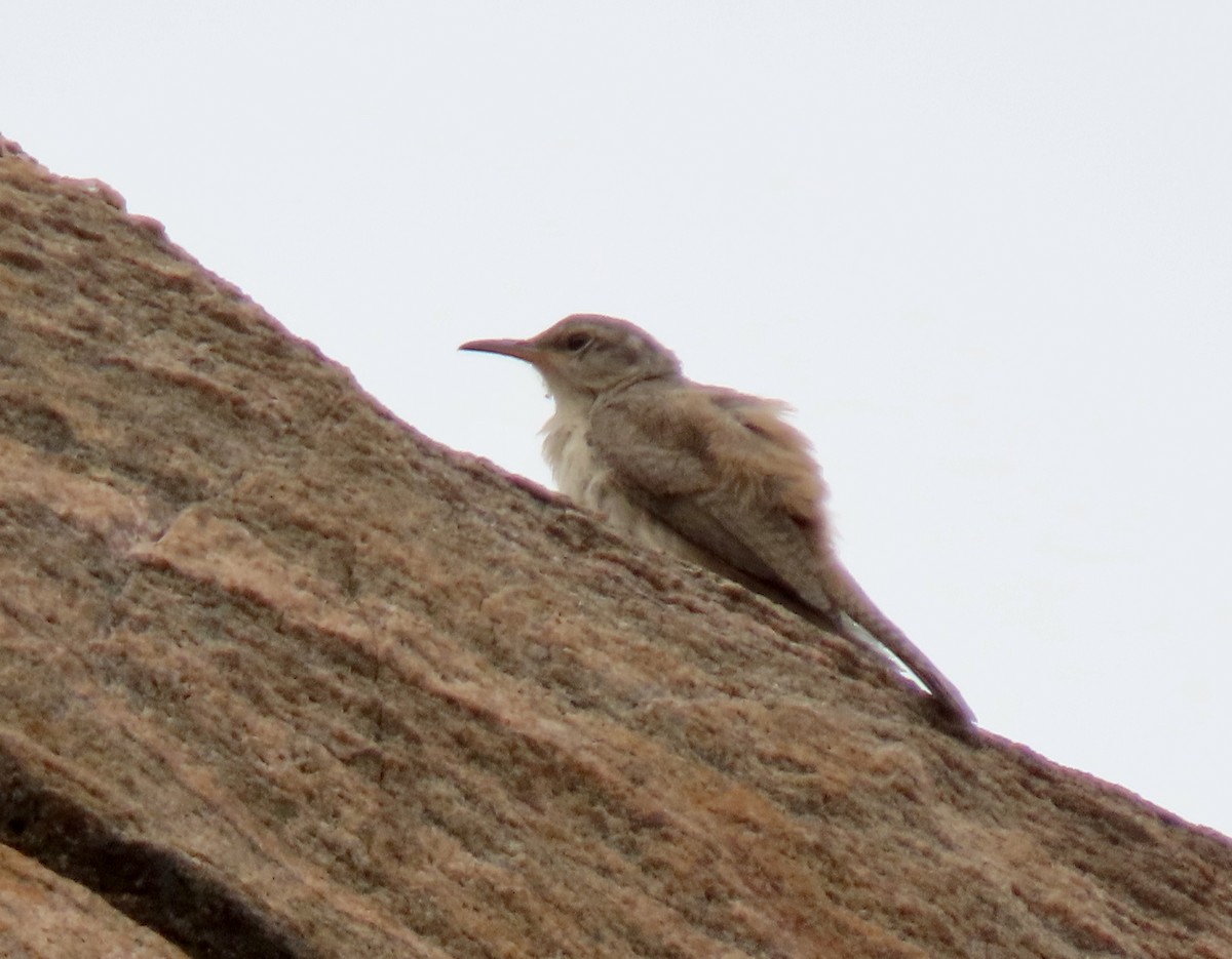Rock Wren - ML478885191