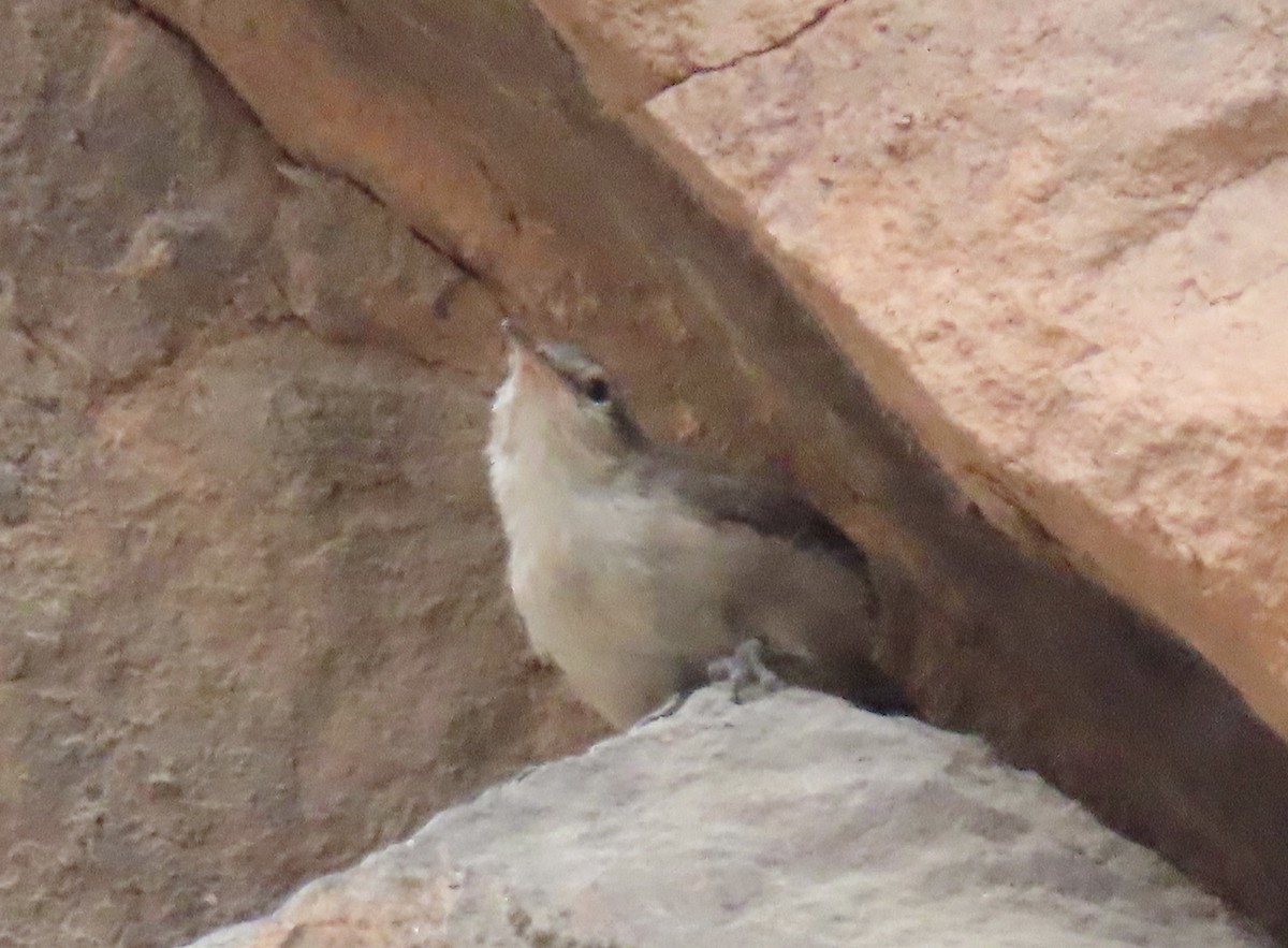 Rock Wren - ML478885201