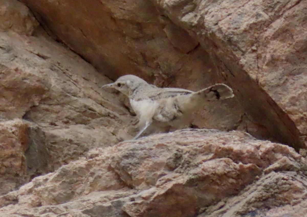 Rock Wren - ML478885381