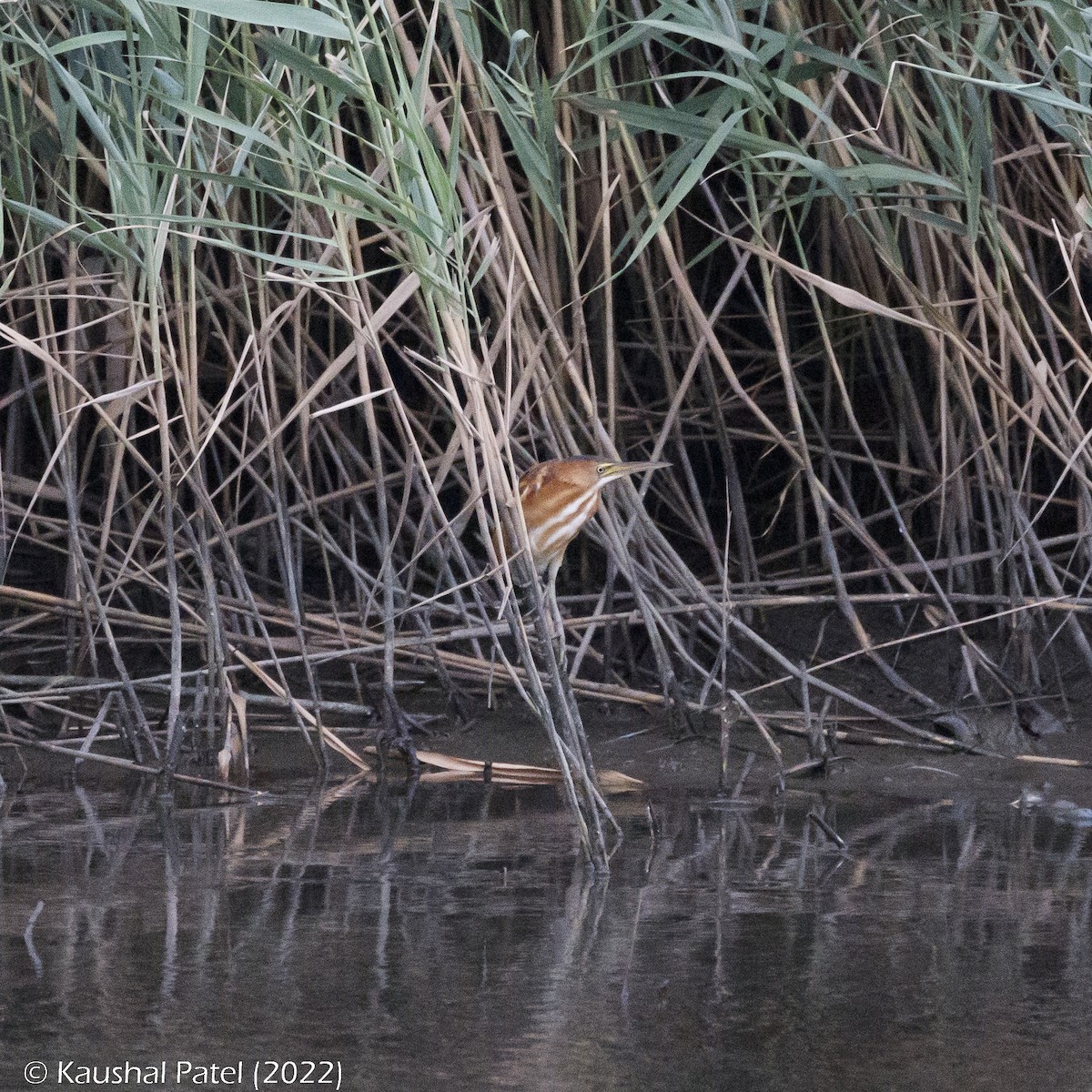 Least Bittern - ML478886101