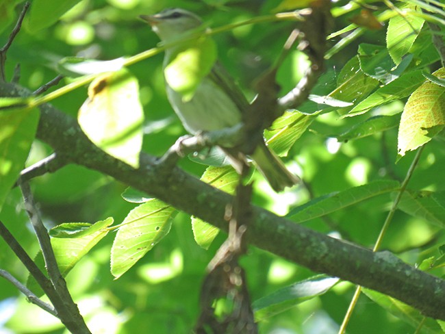 Red-eyed Vireo - Nancy Anderson