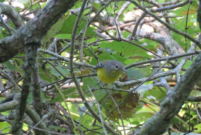 Magnolia Warbler - ML478886551