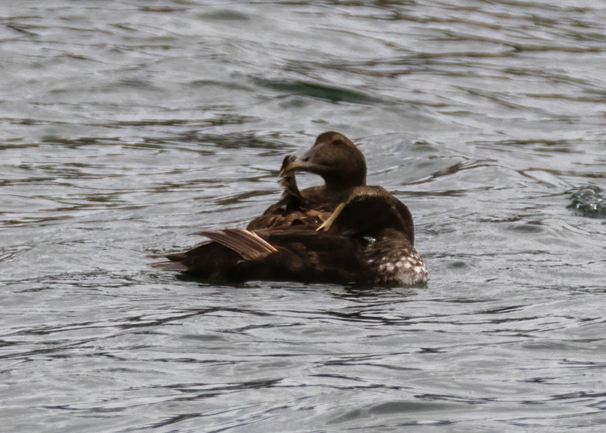 Common Eider - ML478887121