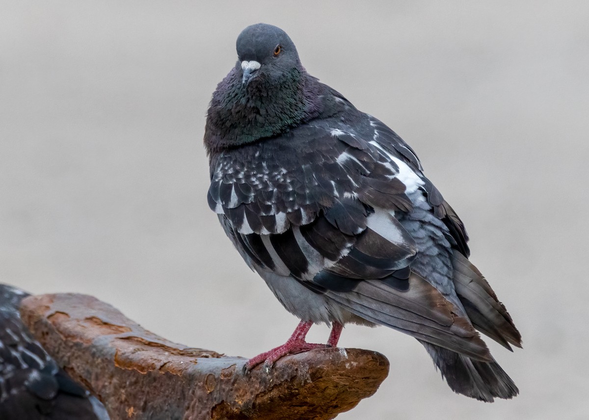 Rock Pigeon (Feral Pigeon) - ML478887441