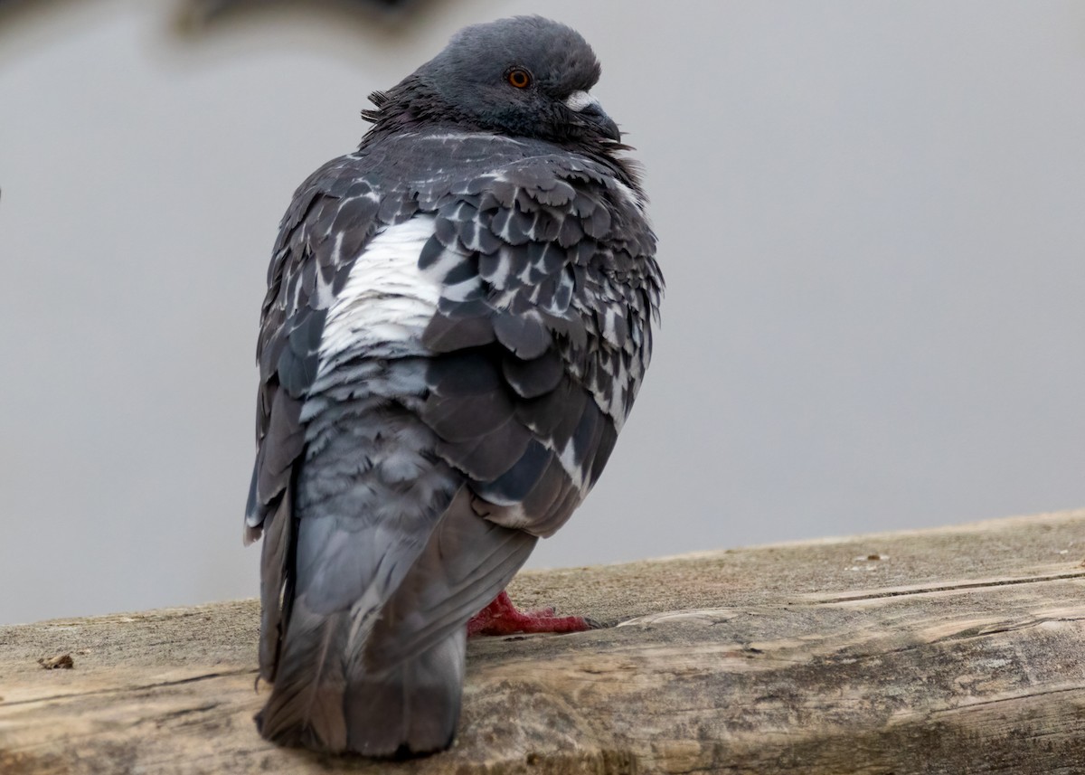 Rock Pigeon (Feral Pigeon) - ML478887451