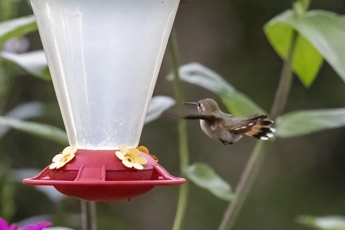 Colibrí Rufo - ML478887471