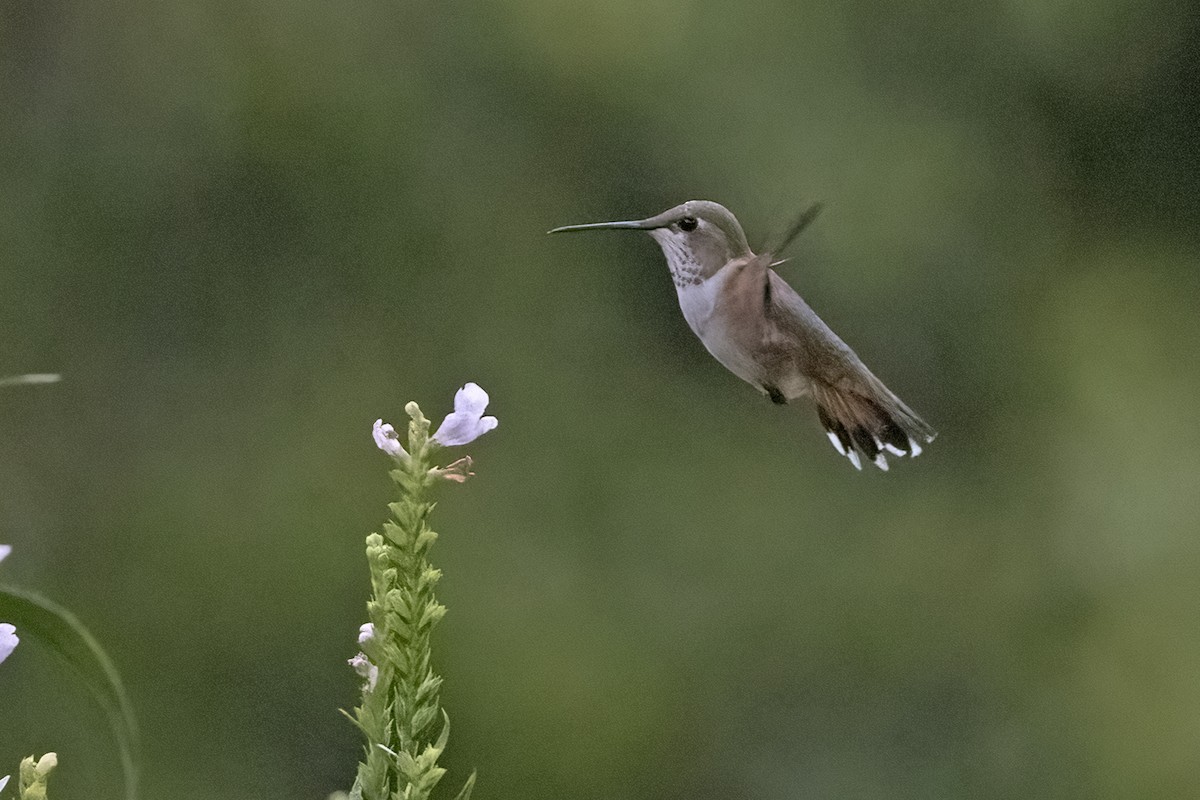 Rufous Hummingbird - ML478887481