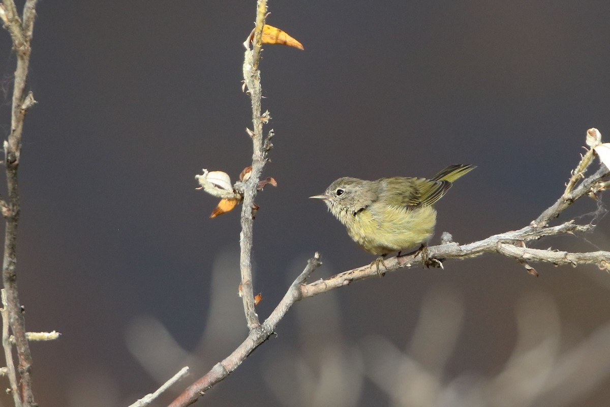 Orange-crowned Warbler - ML478887991