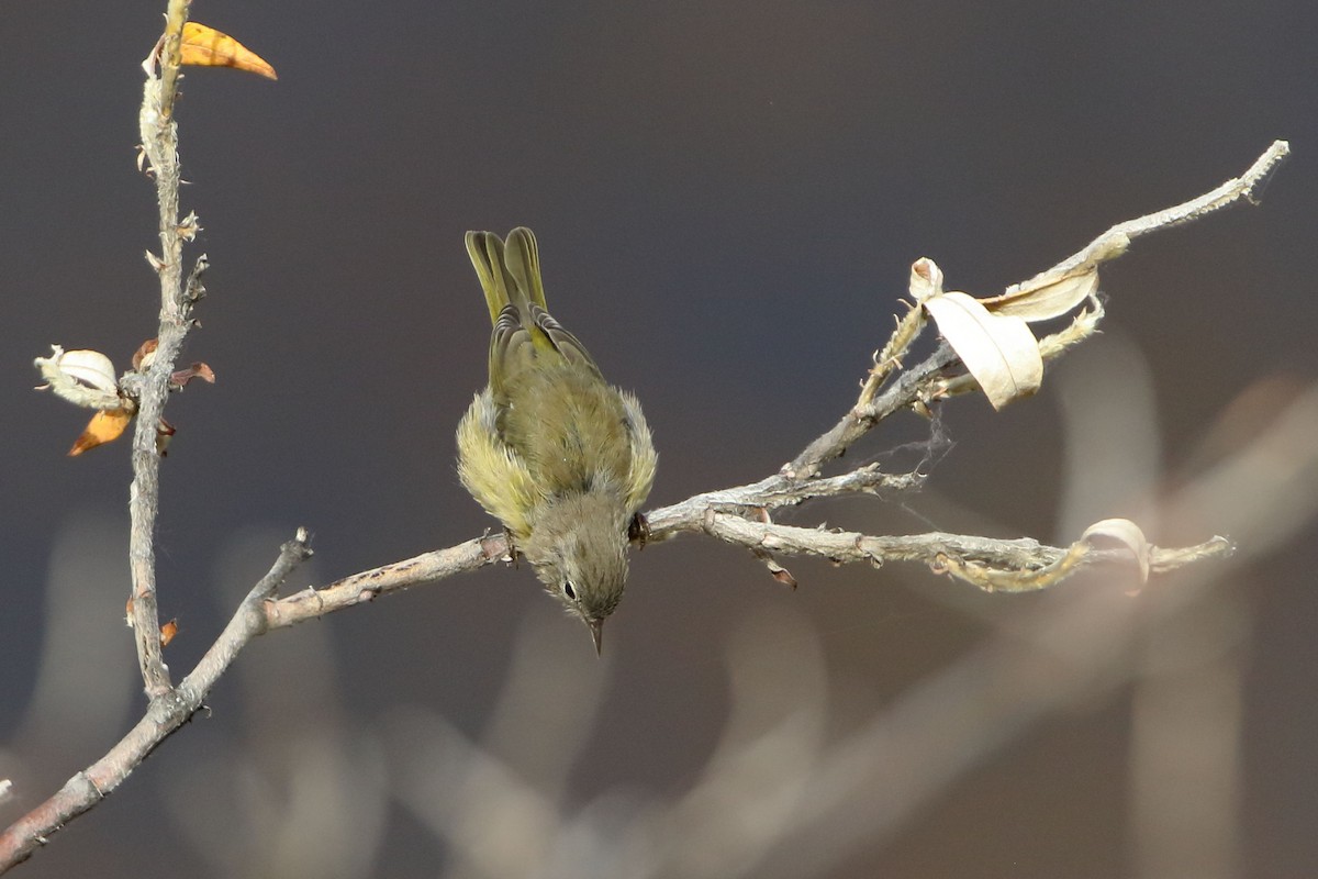 Orange-crowned Warbler - ML478888001