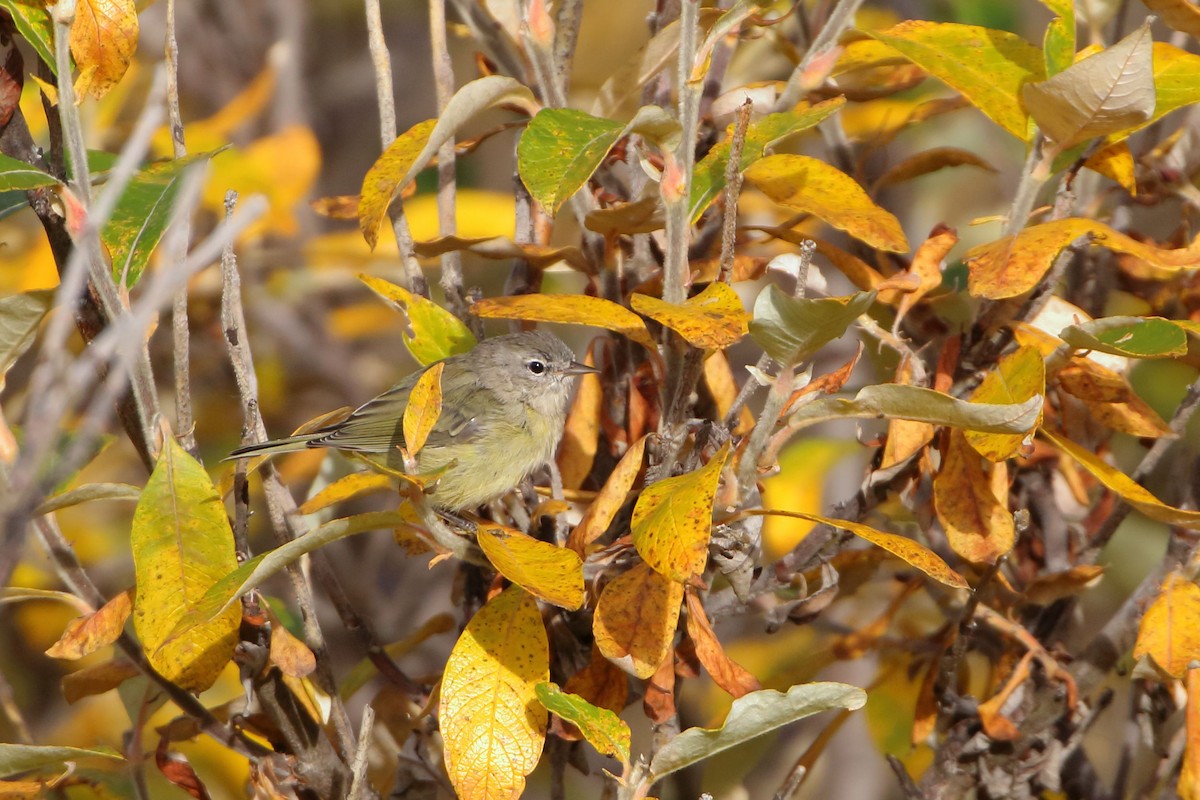 Orange-crowned Warbler - ML478888011