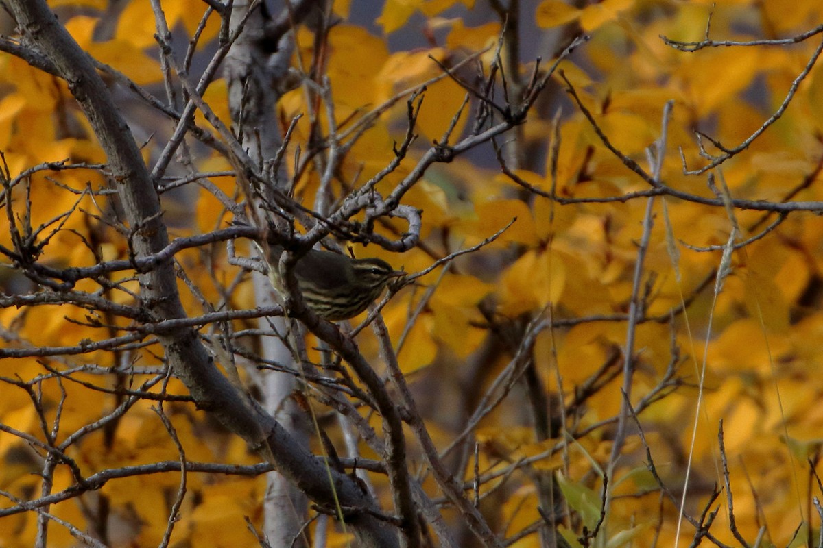 Northern Waterthrush - ML478888041