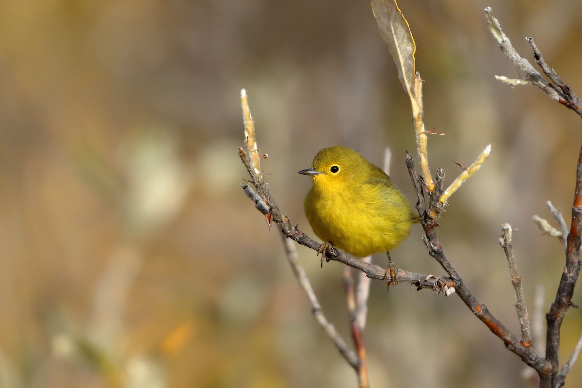 Yellow Warbler - Seth Beaudreault