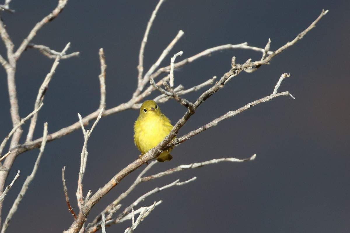 Yellow Warbler - ML478888101