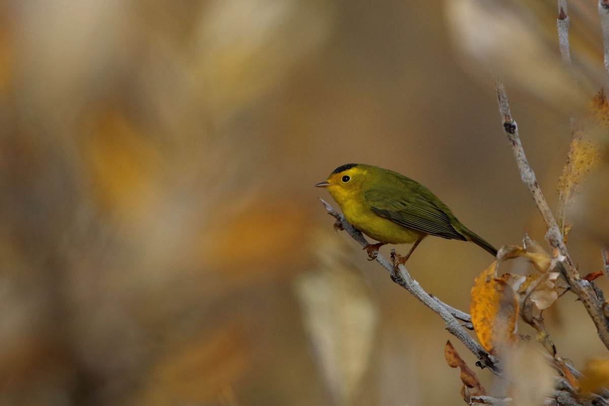 Wilson's Warbler - ML478888131