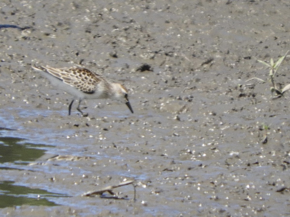 Semipalmated Sandpiper - ML478888901