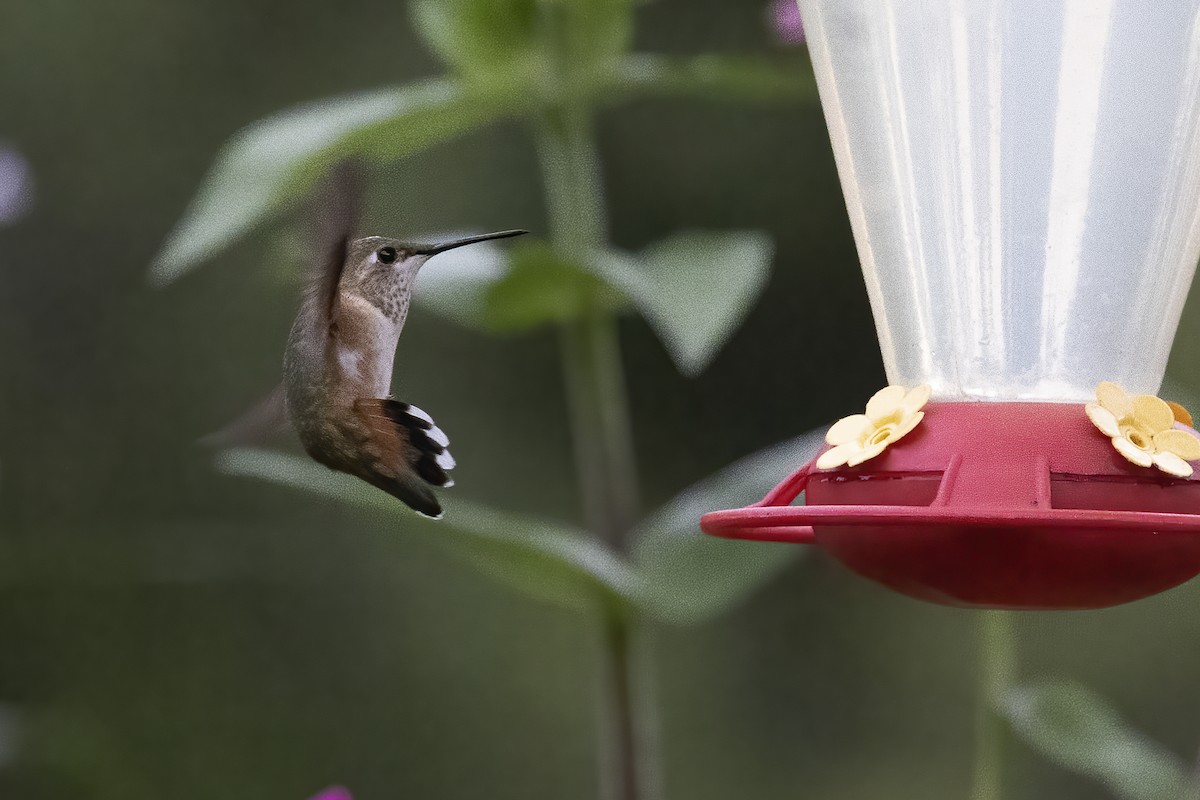 Rufous Hummingbird - ML478888971