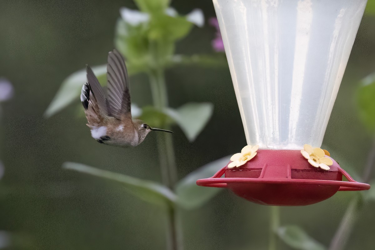 Colibrí Rufo - ML478888981