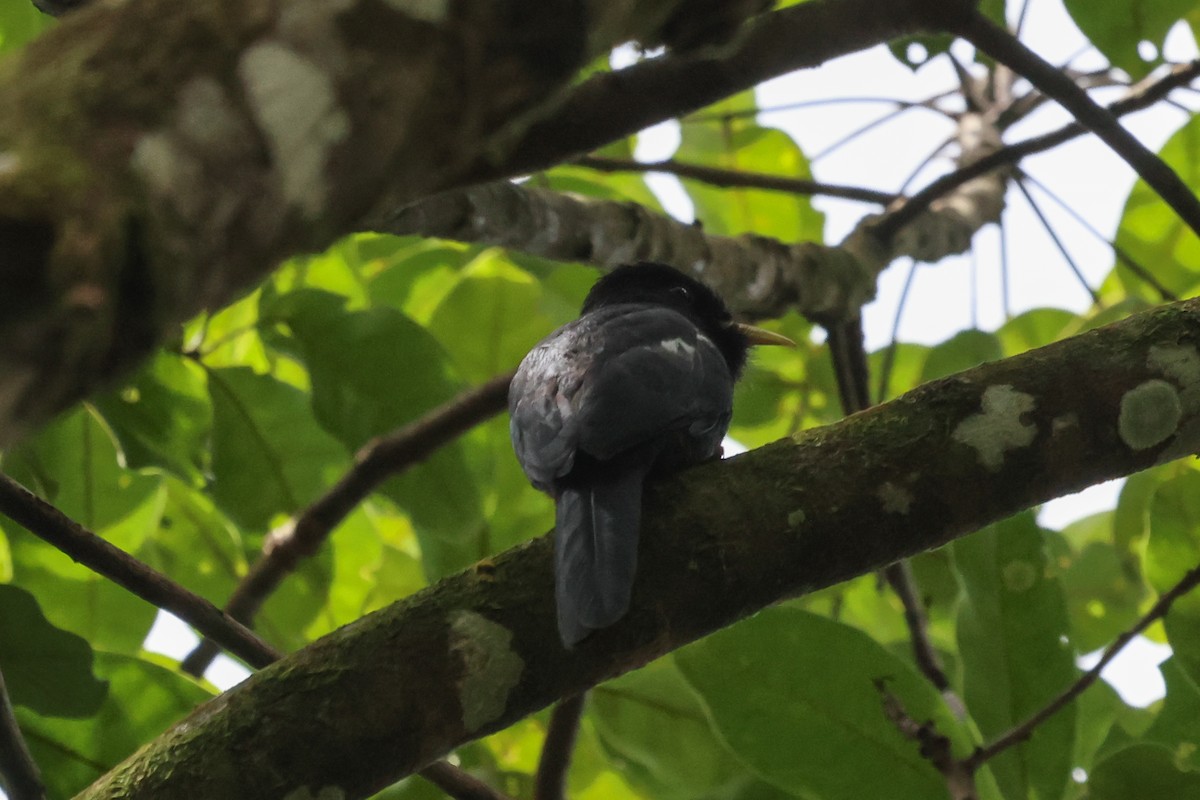 Yellow-billed Nunbird - ML478889101