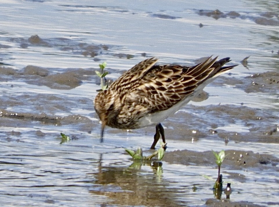 Bécasseau à poitrine cendrée - ML478889181