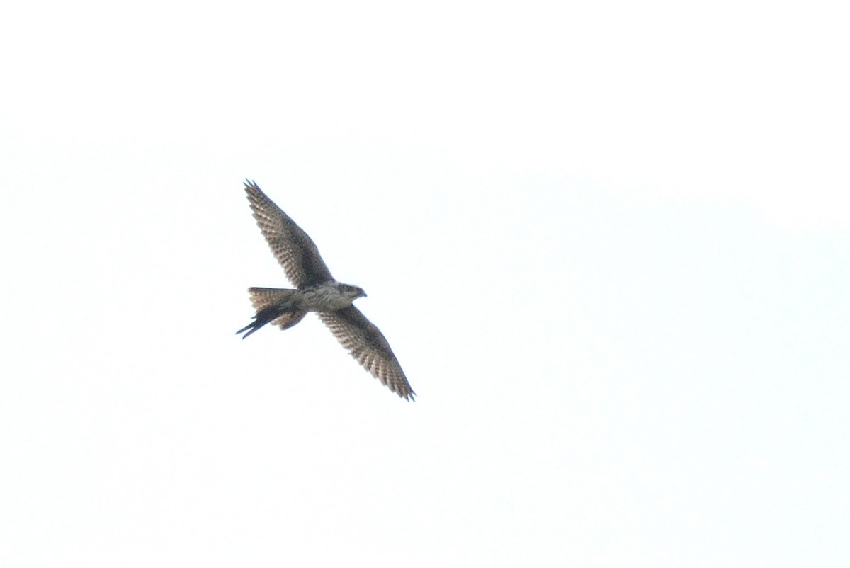 Prairie Falcon - Asher  Warkentin