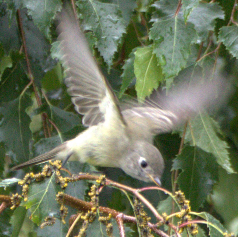 Hammond's Flycatcher - Walter Thorne