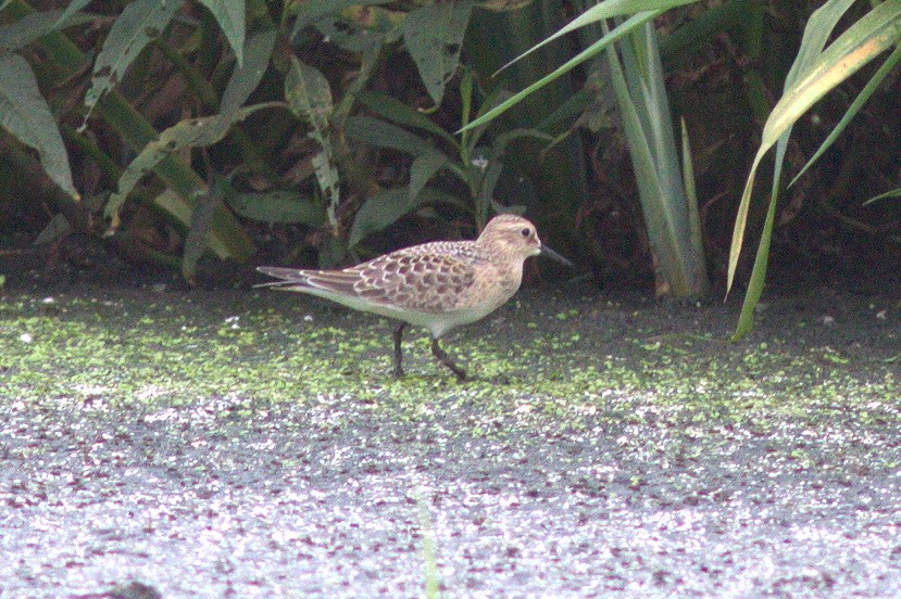 Baird's Sandpiper - ML478891431