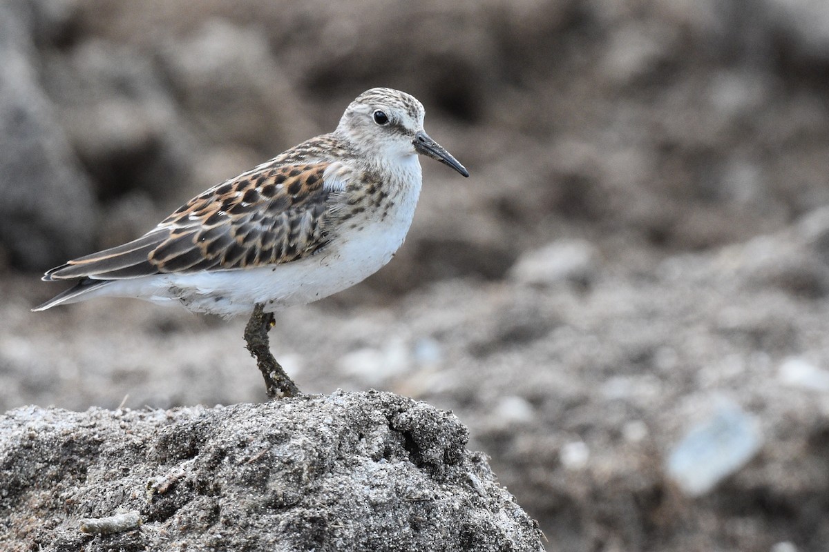 Western Sandpiper - ML478891551