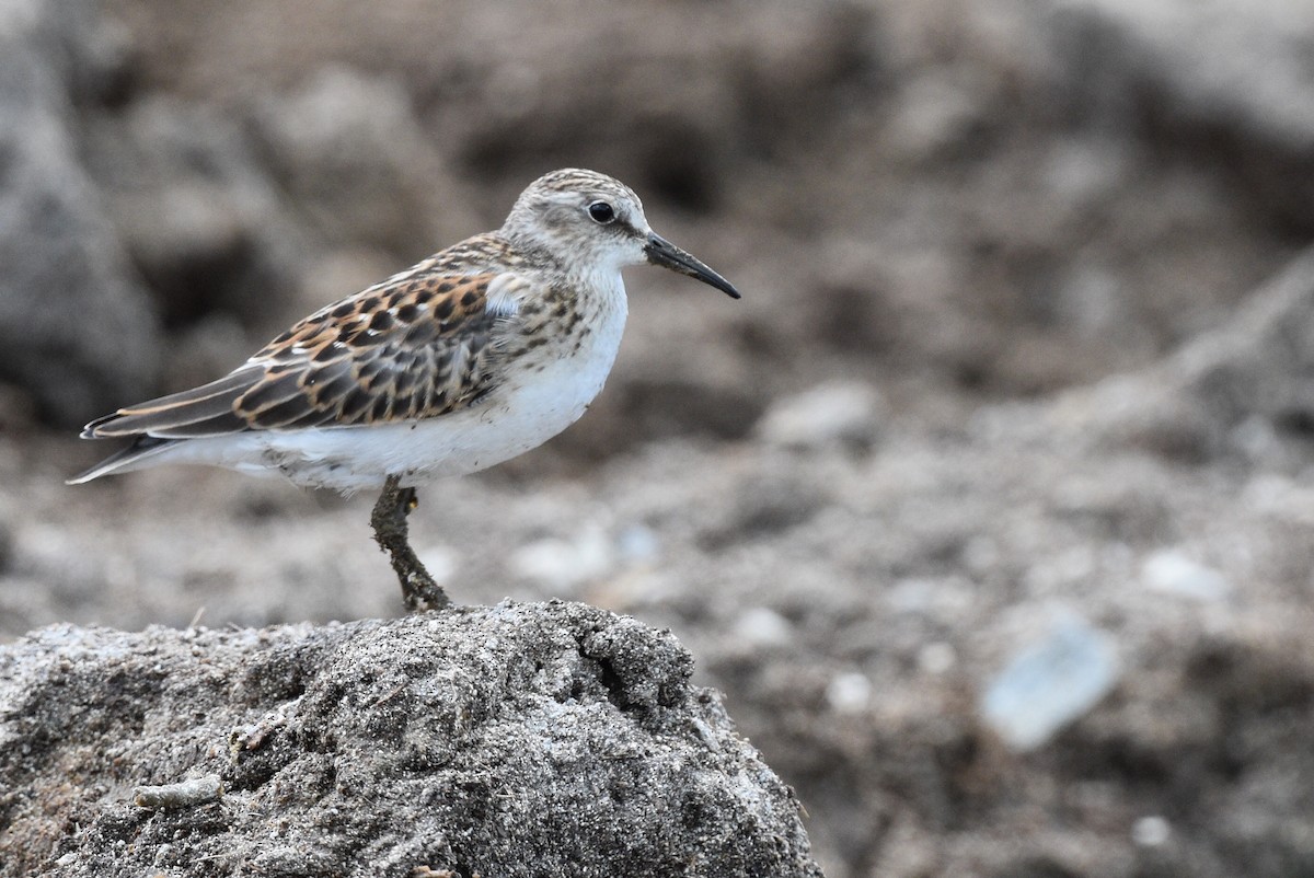 Western Sandpiper - ML478891561