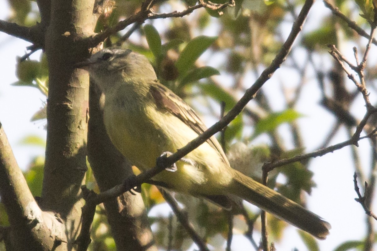 Planalto Tyrannulet - ML478891761