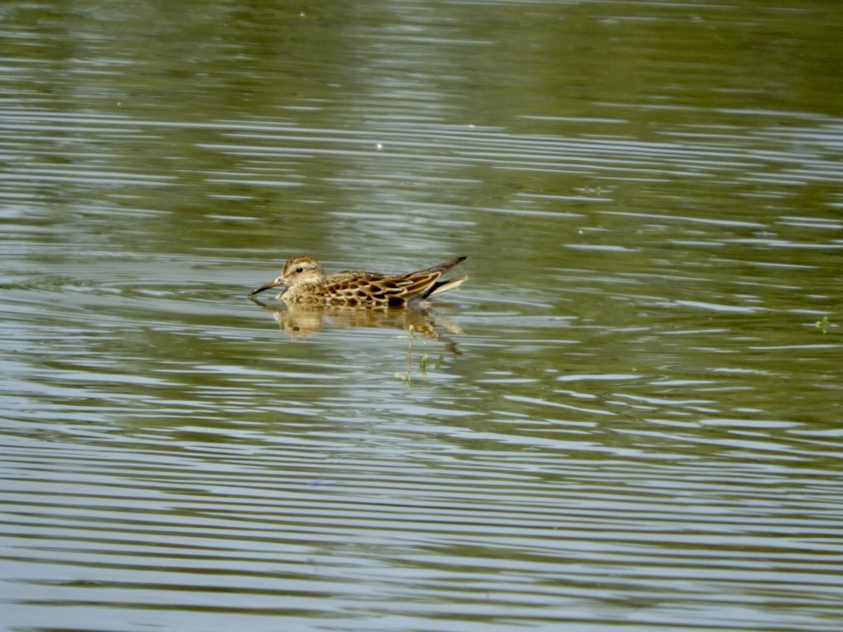 Pectoral Sandpiper - Lois Rockhill