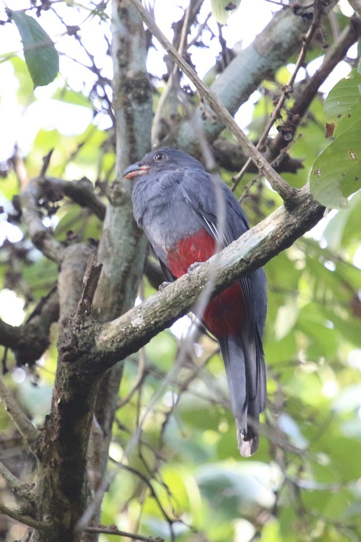 Gri Kuyruklu Trogon - ML47889251