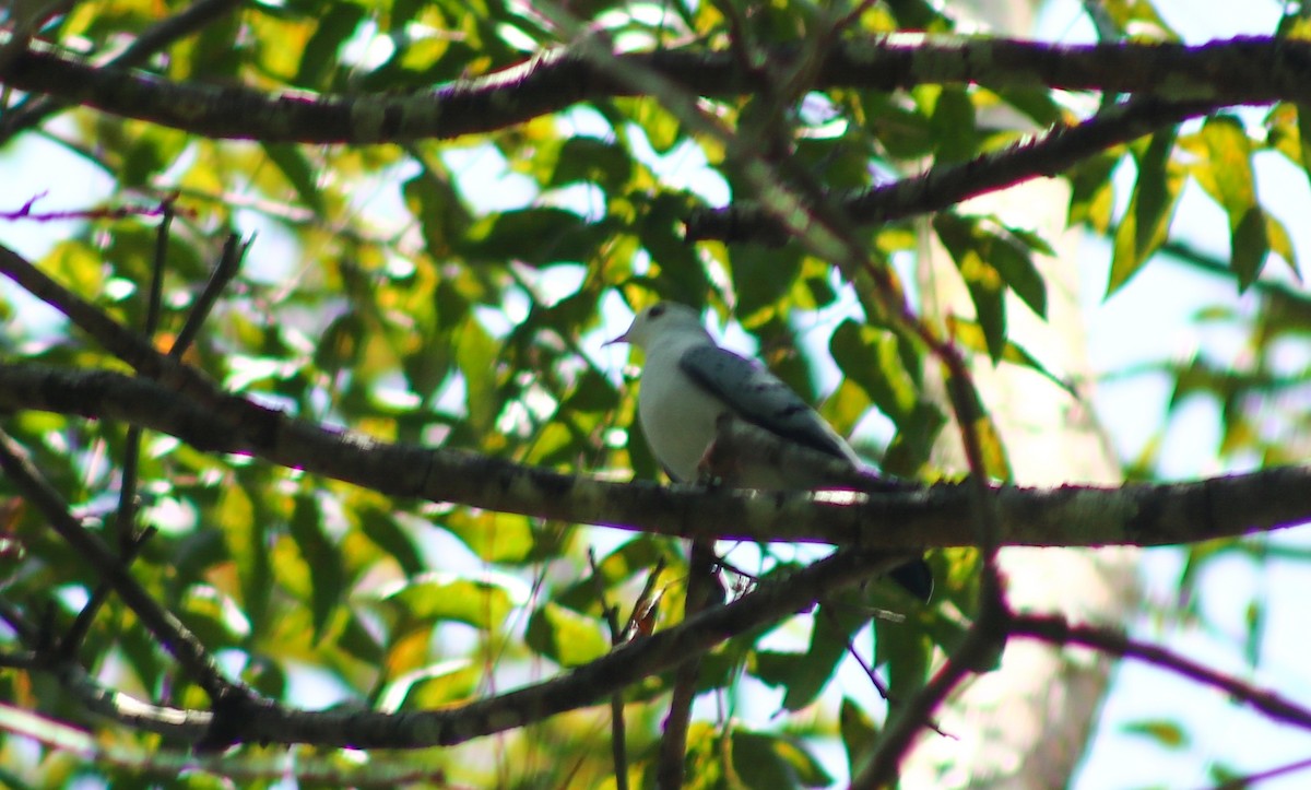 Blue Ground Dove - ML478893041