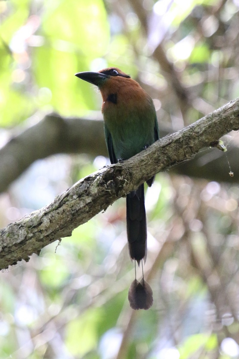 Plattschnabelmotmot - ML47889311