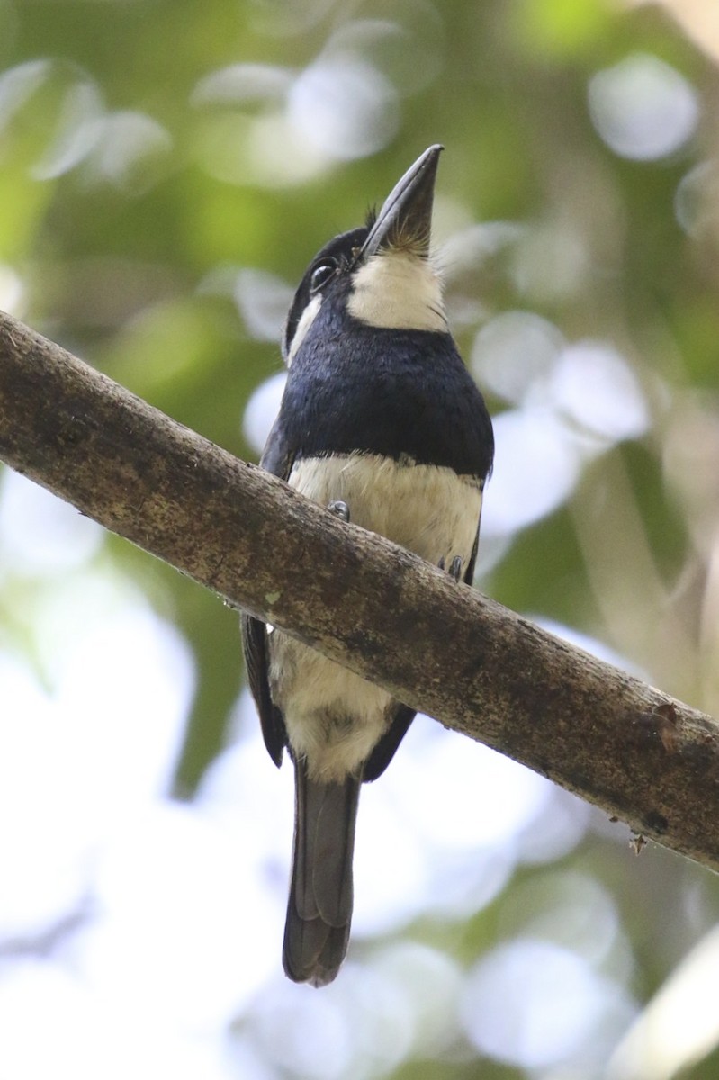 Black-breasted Puffbird - ML47889341