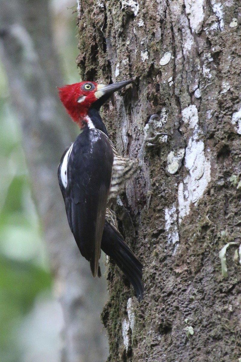 Crimson-crested Woodpecker - ML47889421