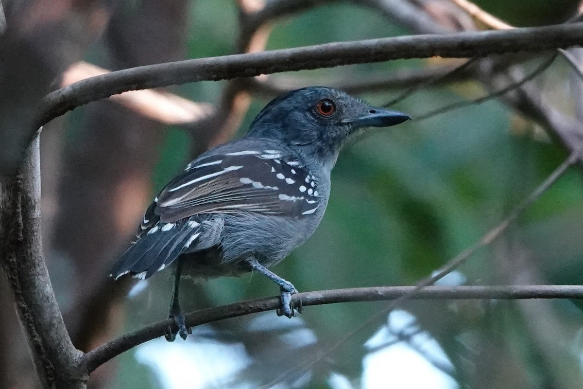 Natterer's Slaty-Antshrike - ML478895951