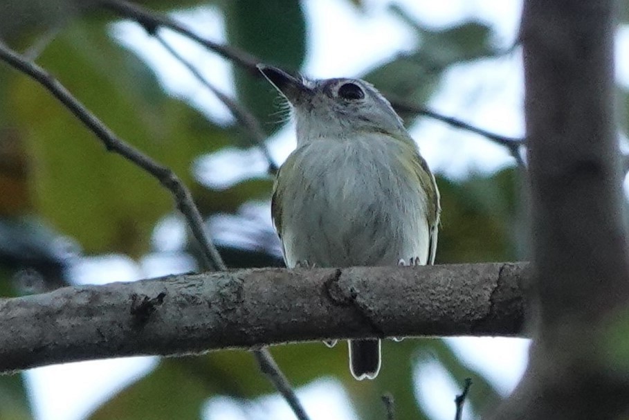 Short-tailed Pygmy-Tyrant - ML478896121