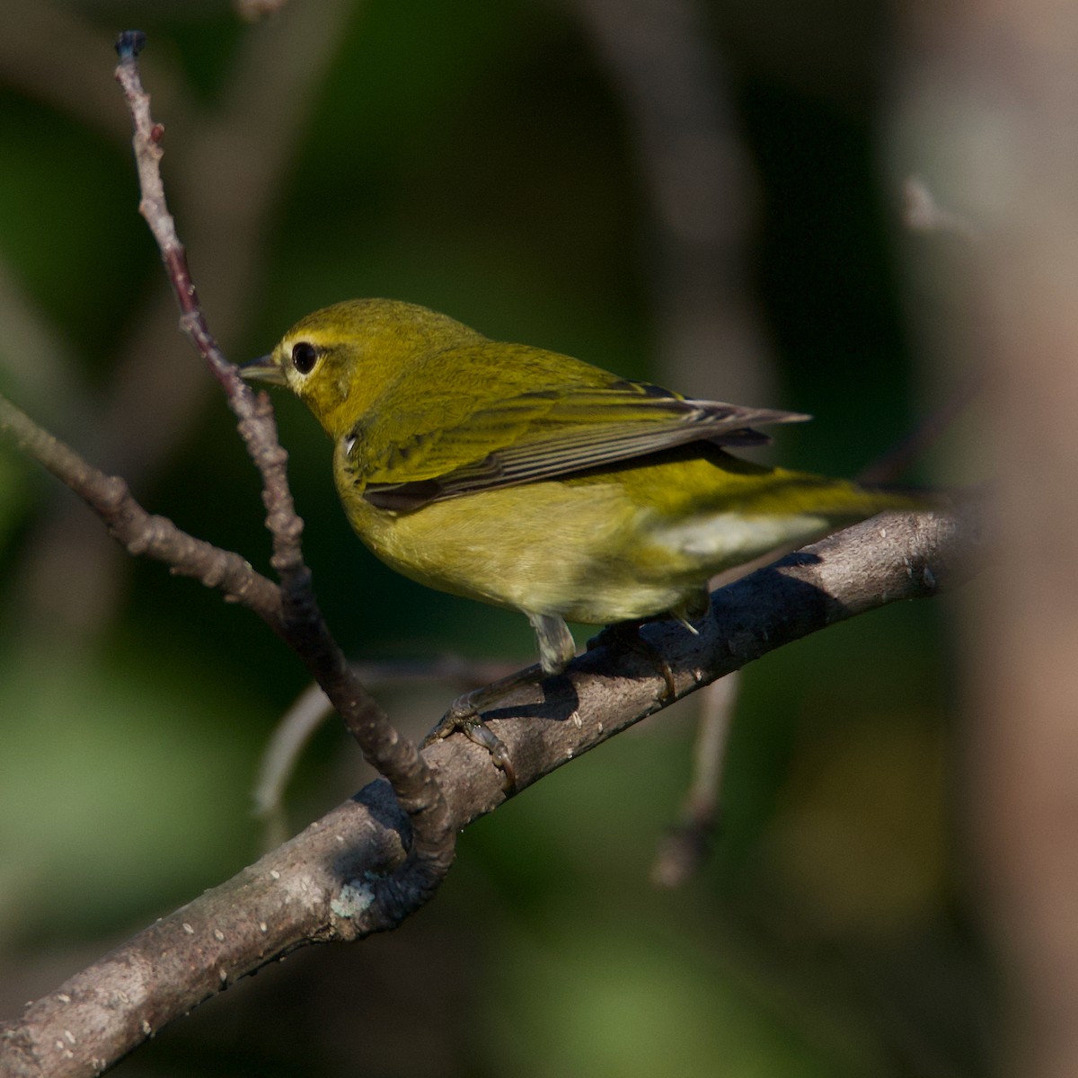 Tennessee Warbler - Kurt Babcock