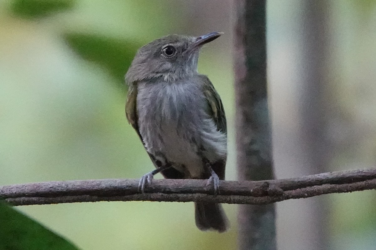 Snethlage's Tody-Tyrant - ML478896391