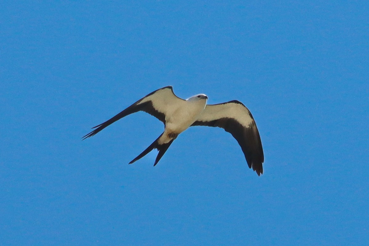 Swallow-tailed Kite - ML478896891