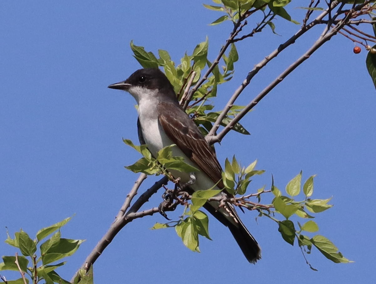 Schieferrücken-Königstyrann - ML478897831