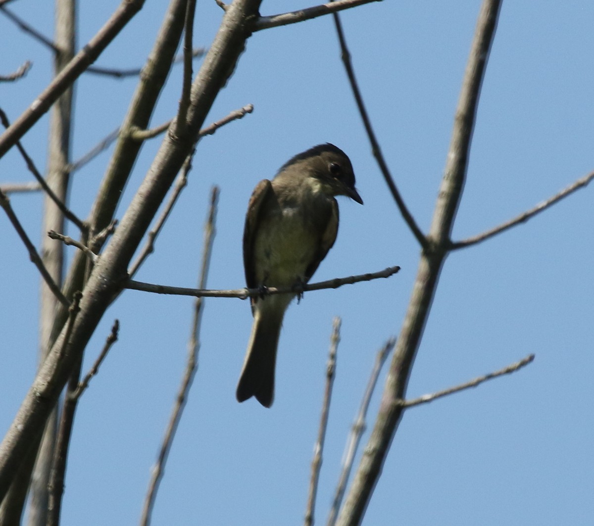 Eastern Phoebe - ML478897881