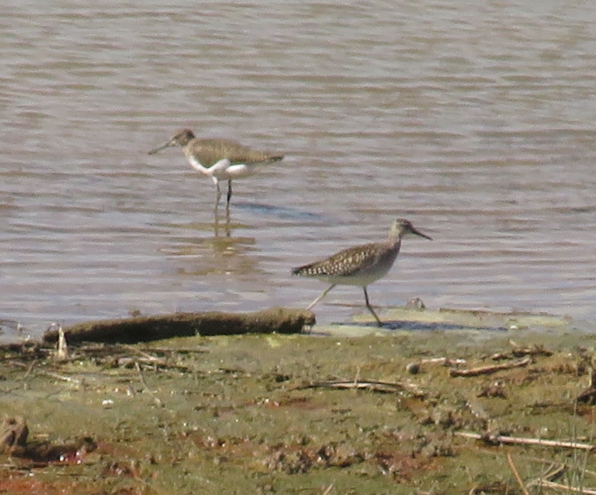 Шугуйн хөгчүү - ML478898831