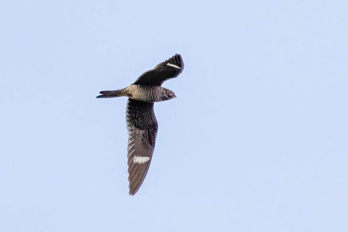 Common Nighthawk - ML478898921