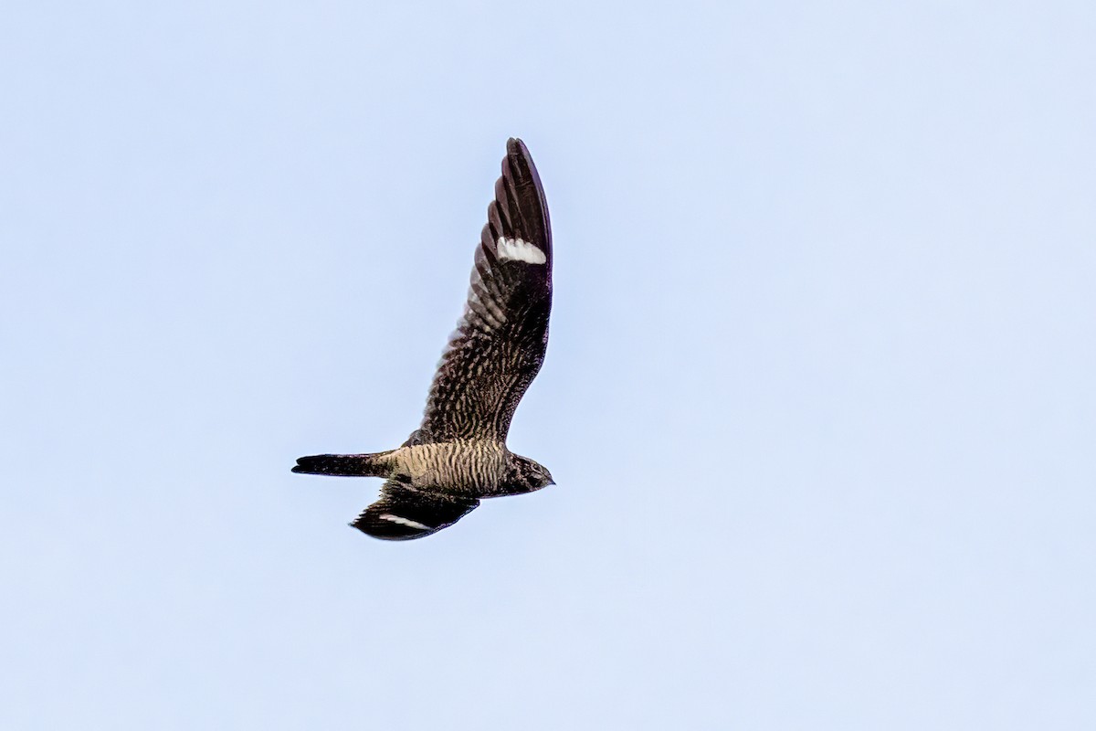 Common Nighthawk - ML478898931