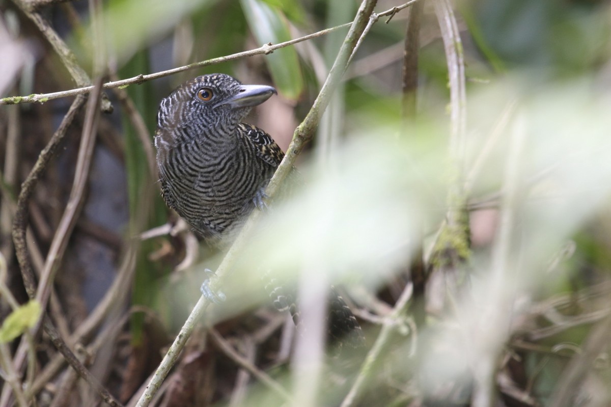 Fasciated Antshrike - ML47889911