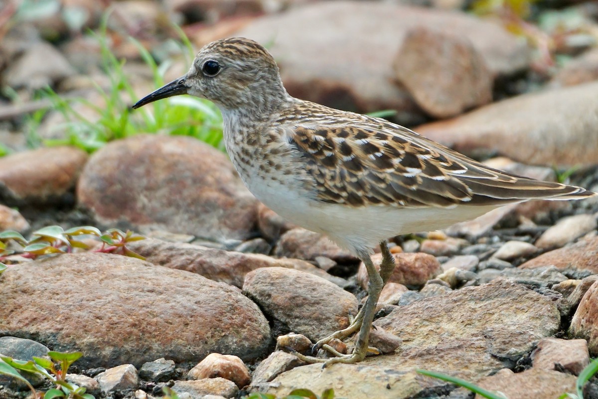 Least Sandpiper - Laura Sisitzky