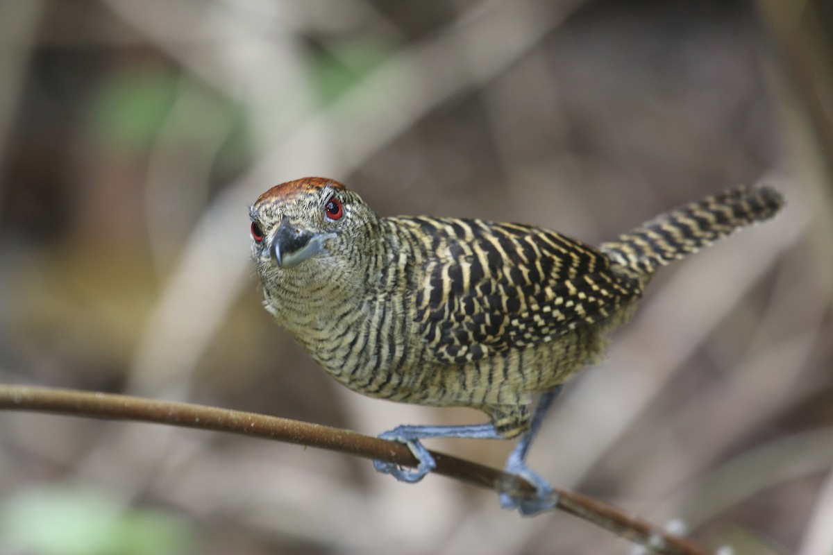 Fasciated Antshrike - ML47890031